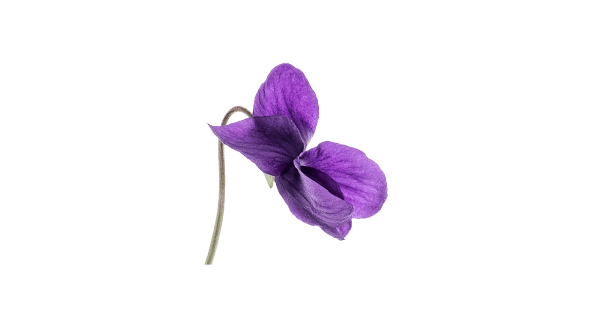 Violet Leaf ING