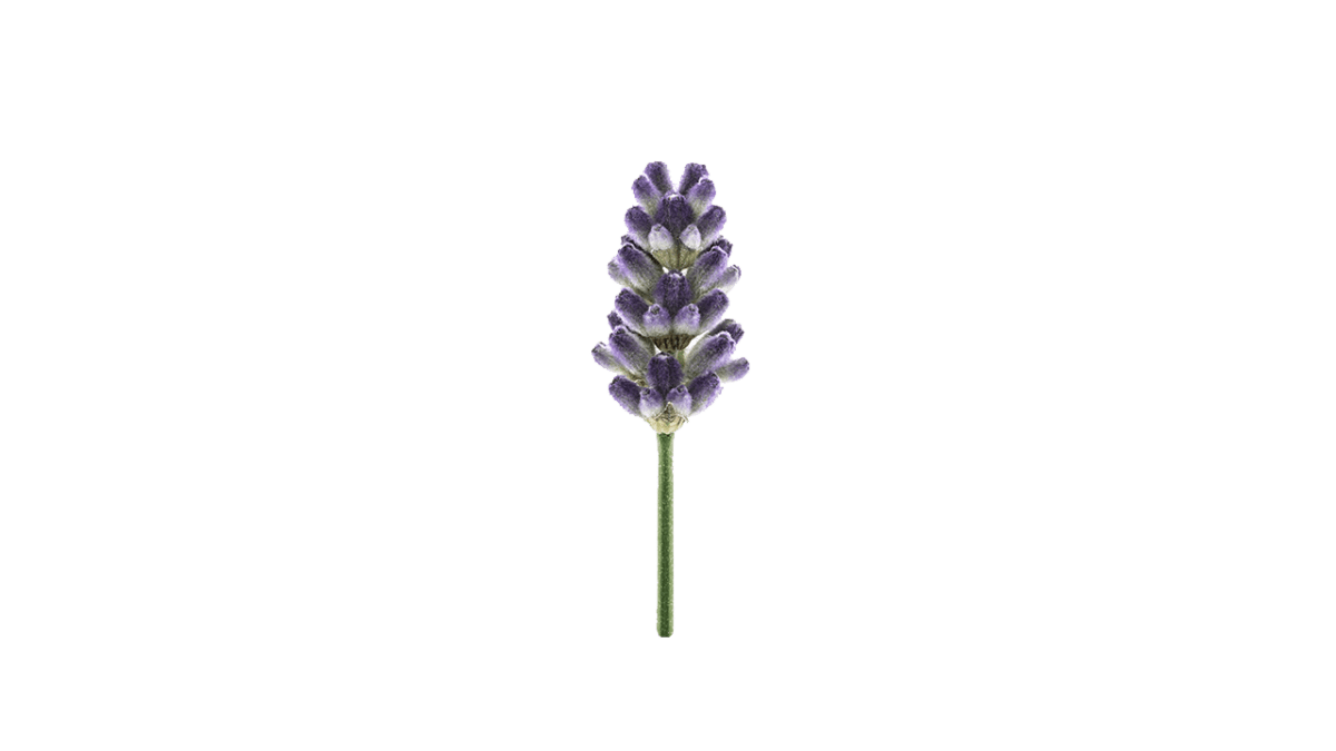 Lavender ING