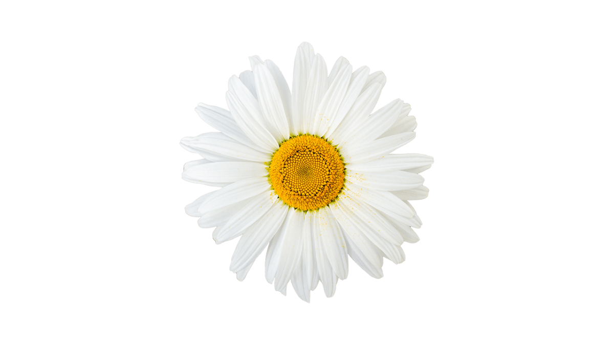 Camomile