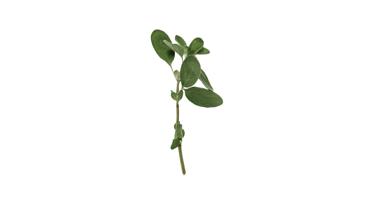 Marjoram ING