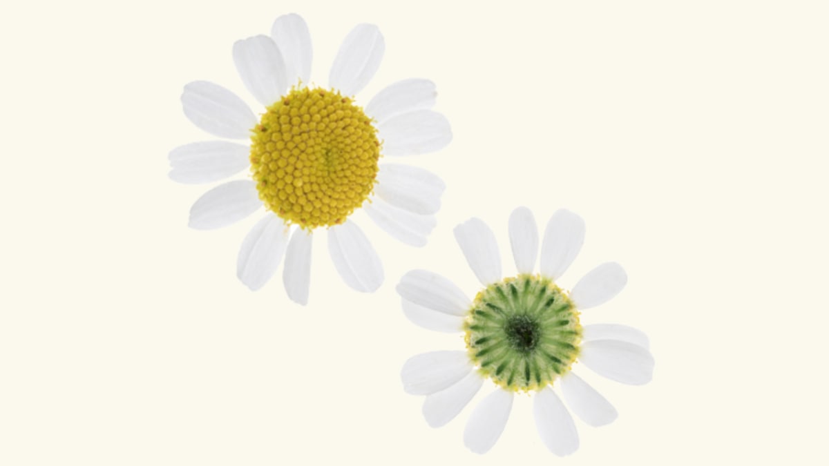 Camomile