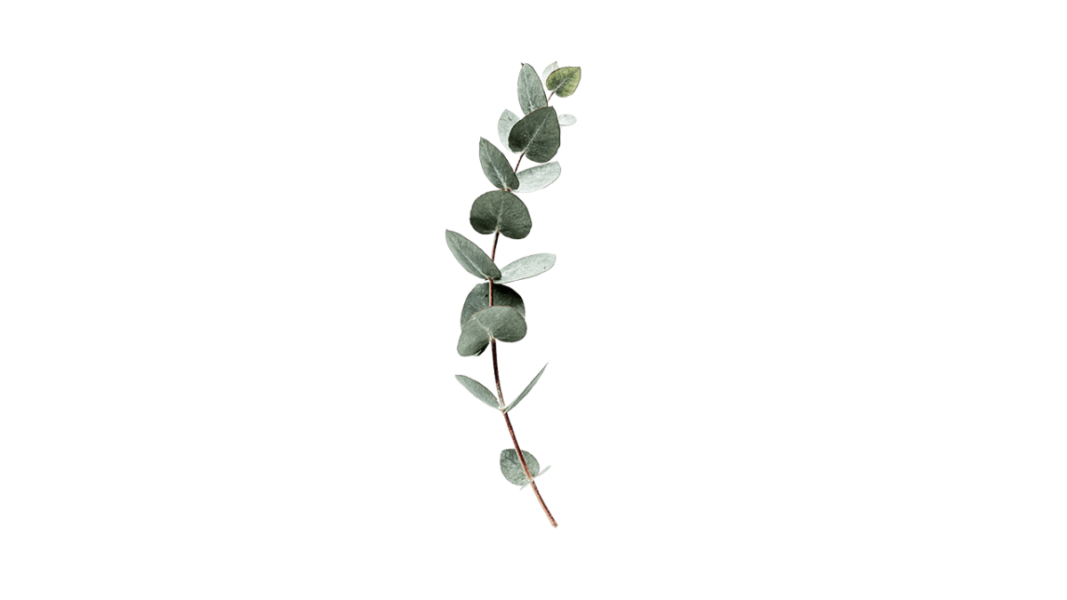 Eucalyptus ING