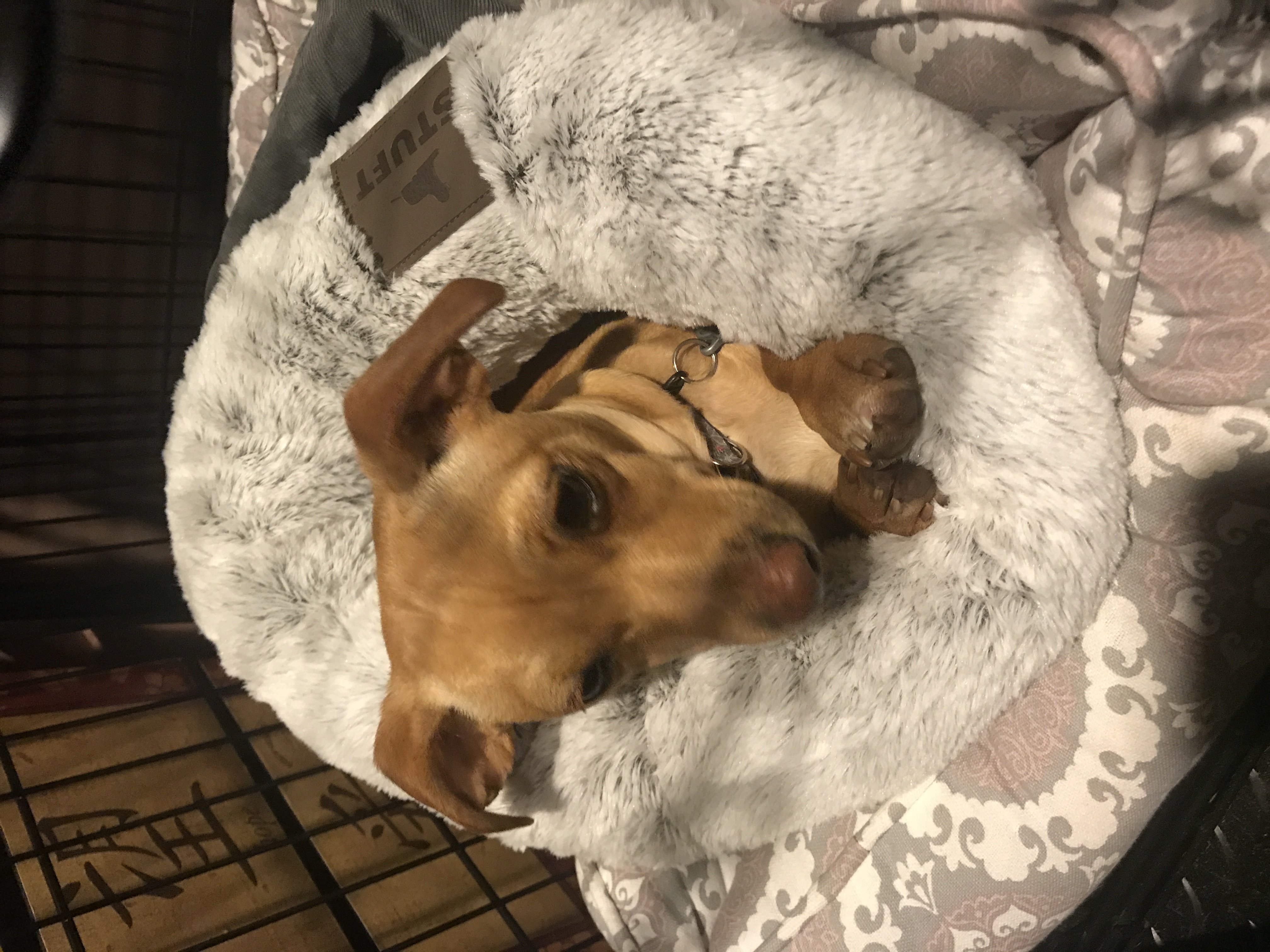 Snuggle Sack for Dogs