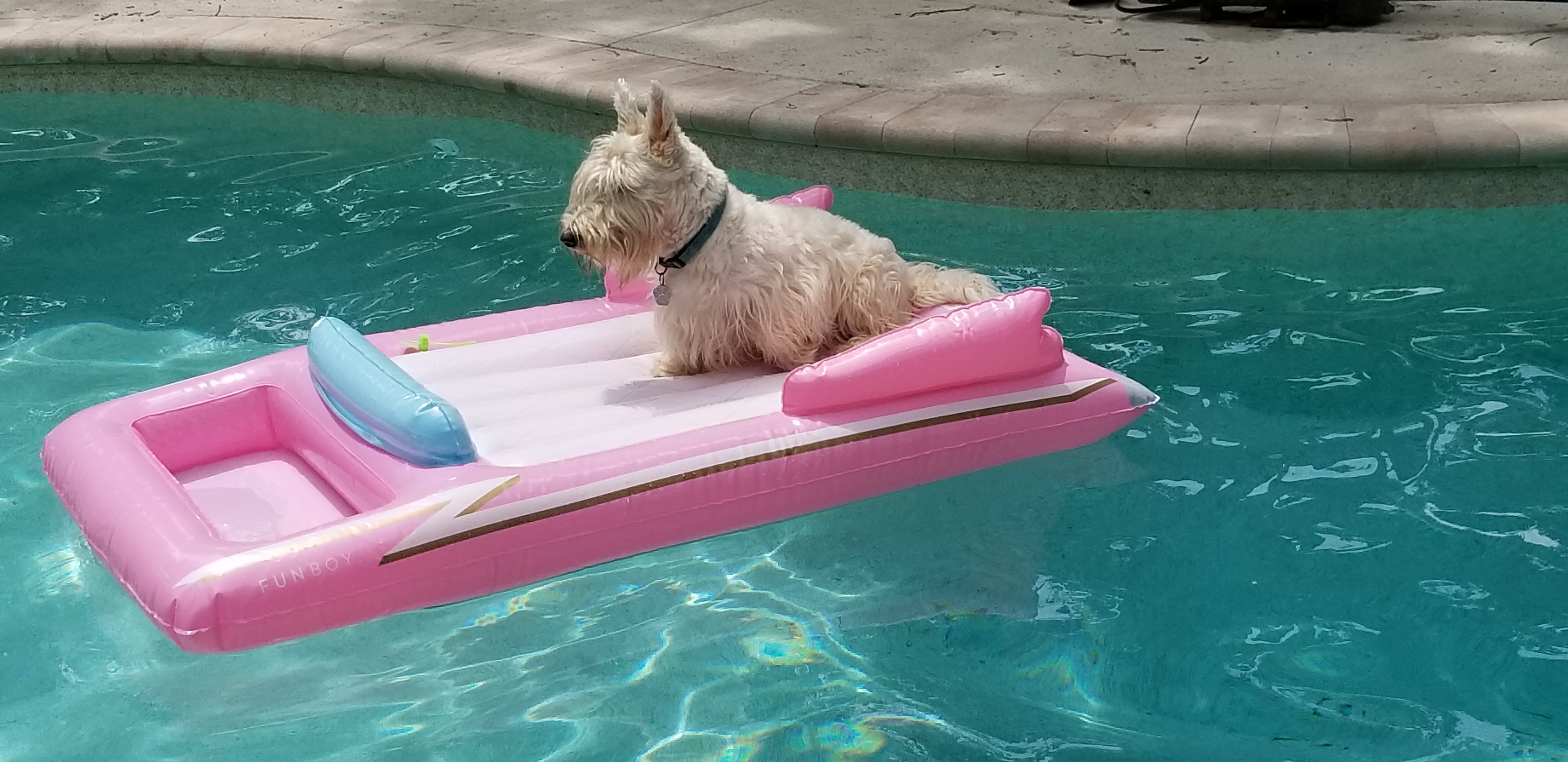 Float for a dog