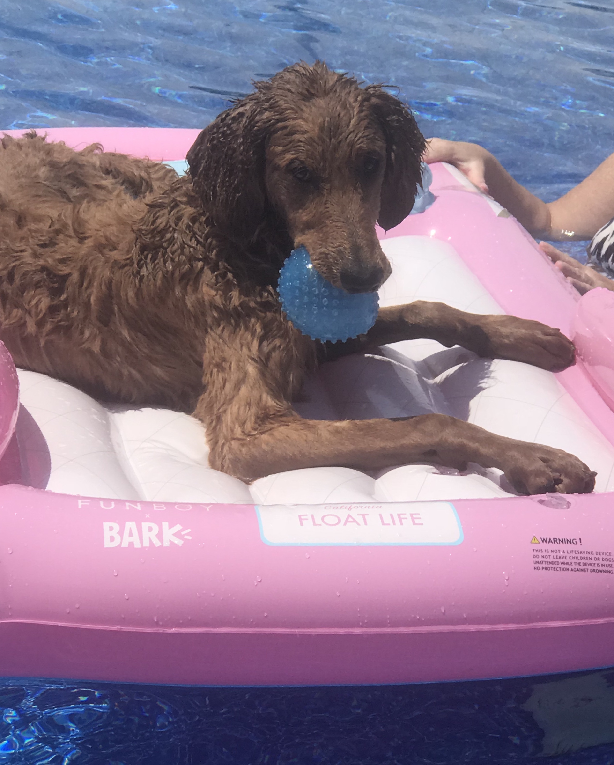 Convertible Dog Float for Dogs