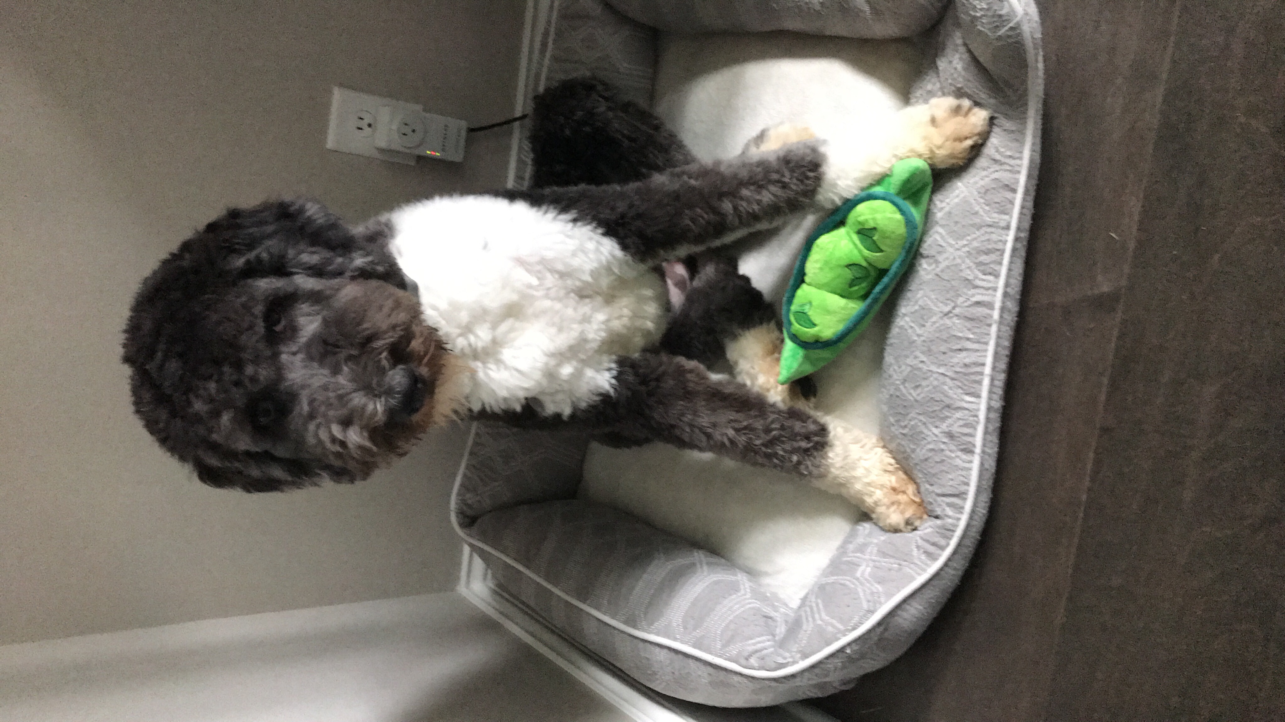 Peas in the Pod Plush Toy for Dogs from Retrieve Now