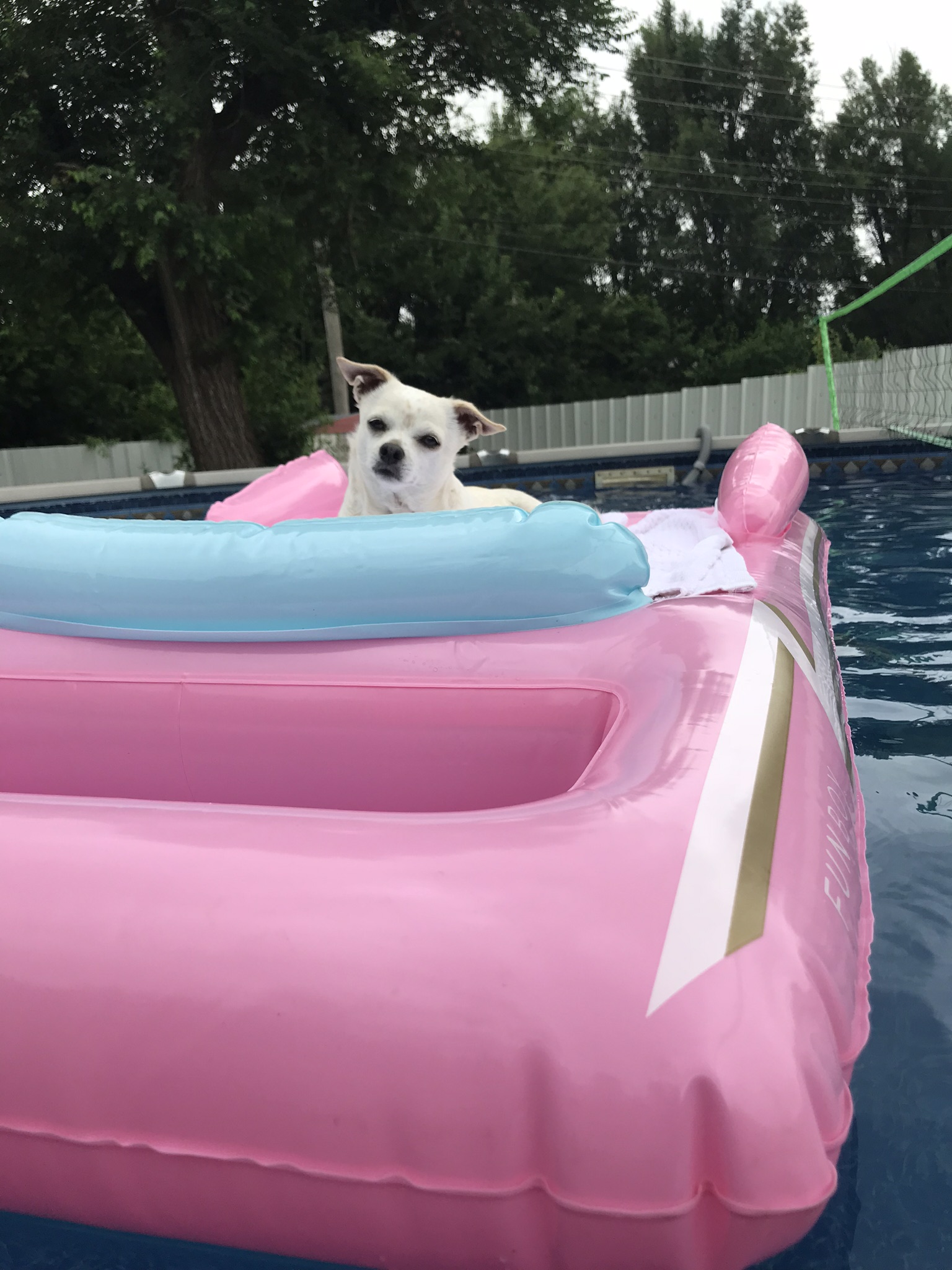 dog pool float