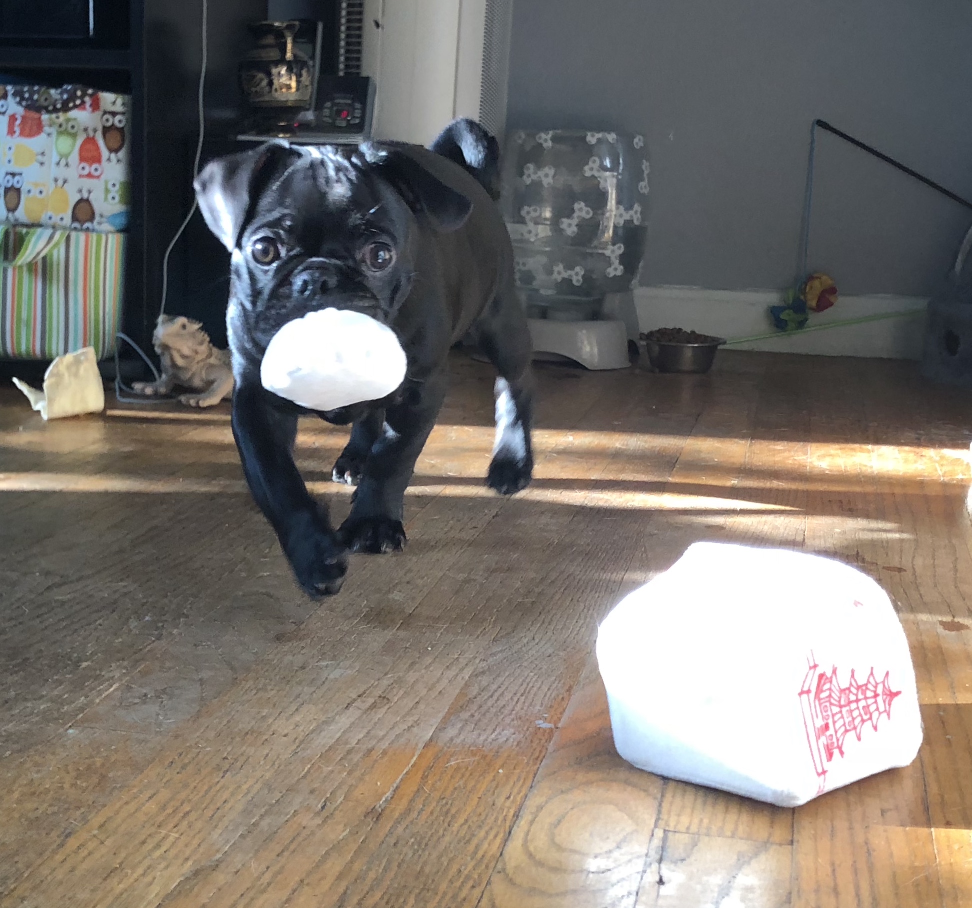 Plush Dog Toys & Squeaky Toy Dumplings for Dogs at