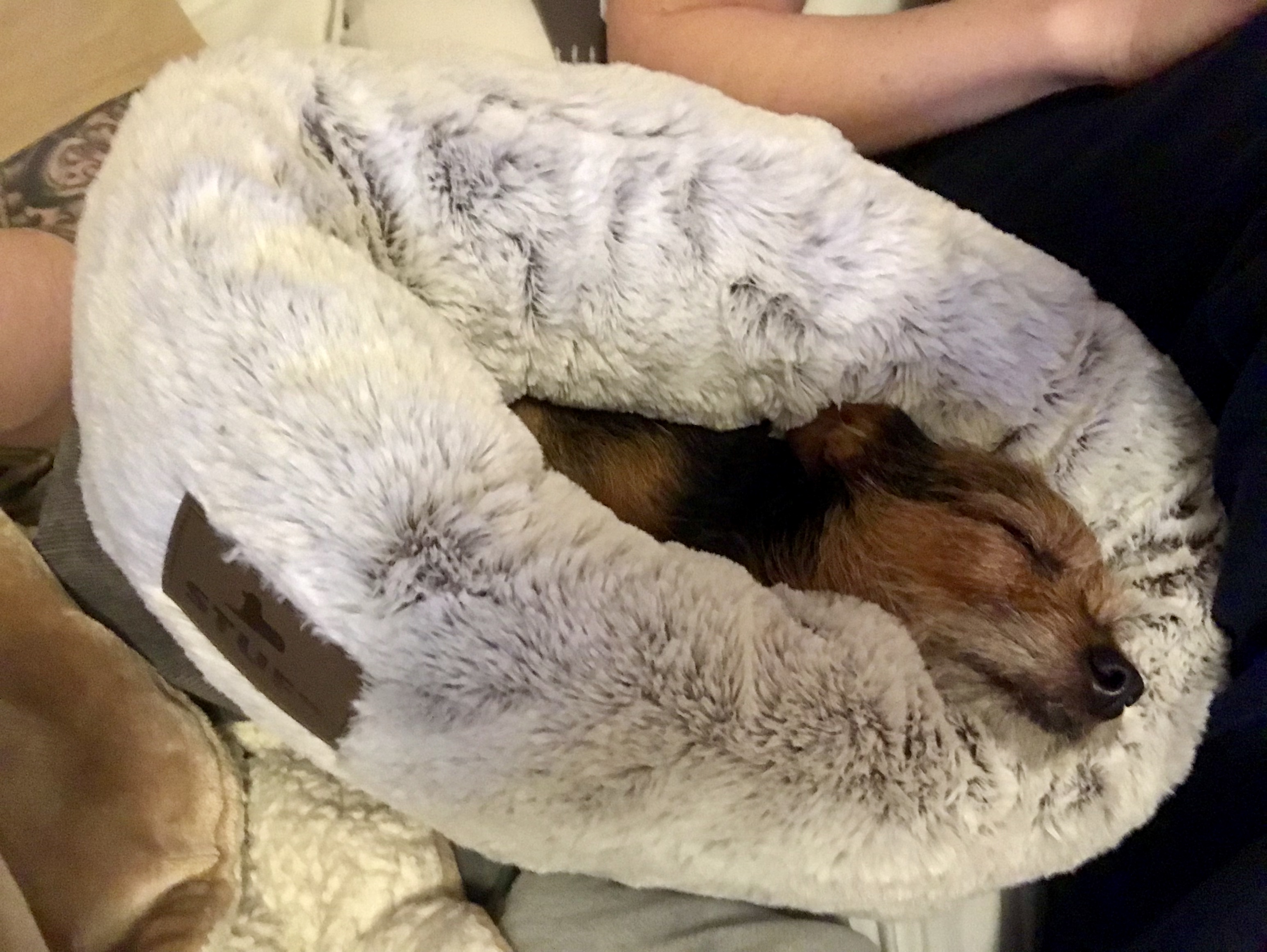 Snuggle Sack for Dogs