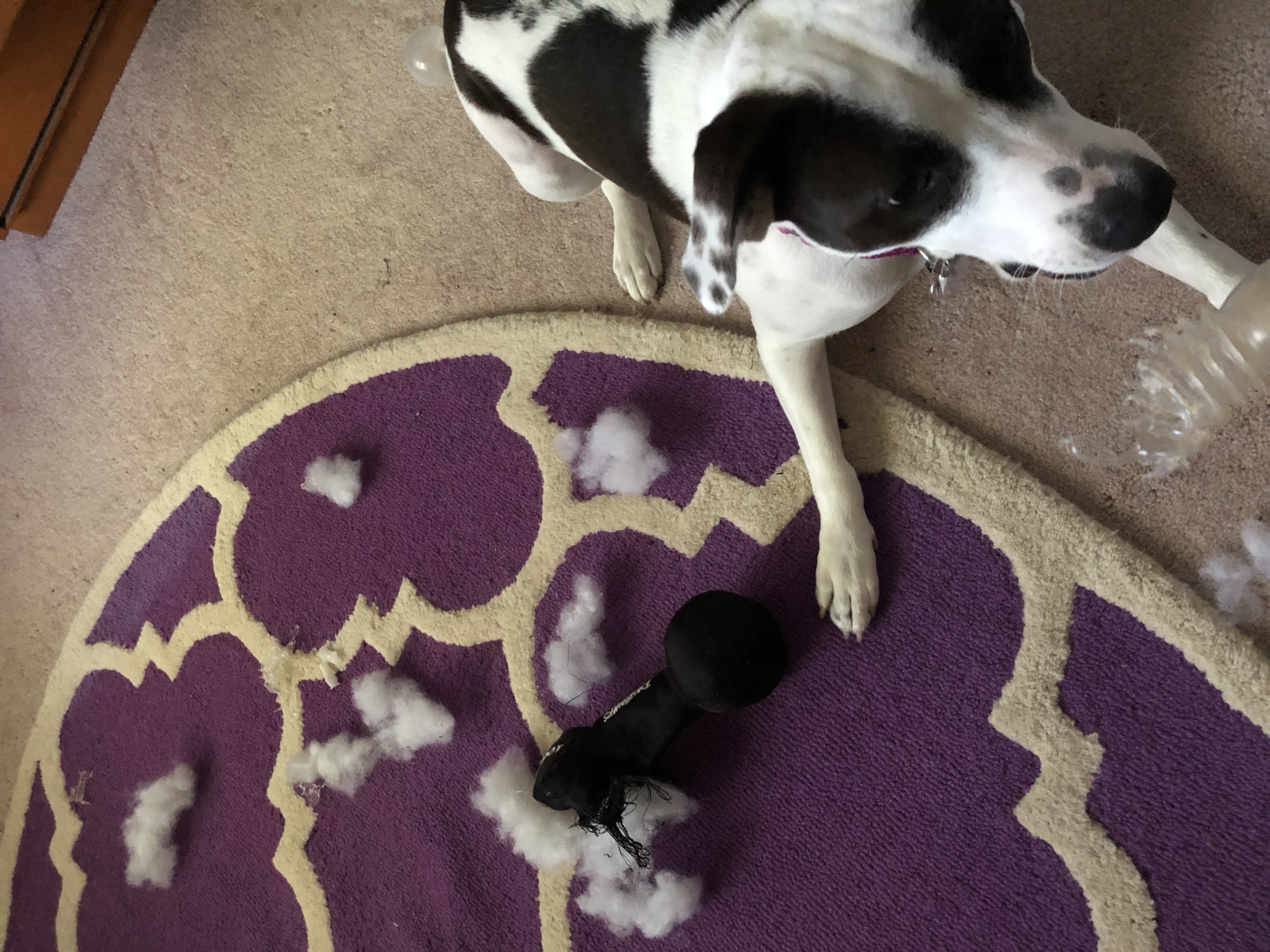 Stuffed Dog Toys Squeakers, Toy Dumbbells, Rip Toys & More