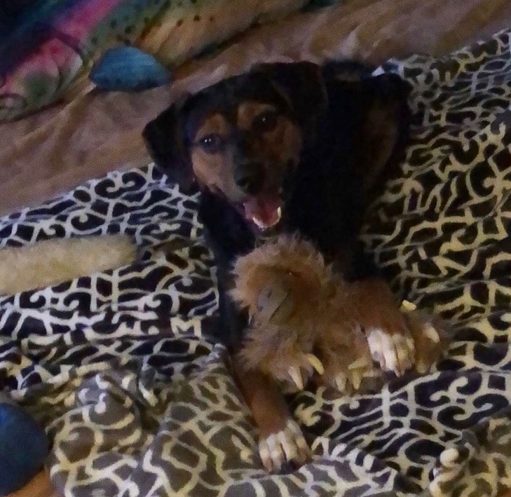 Gordon the Giant Sloth Dog Toy