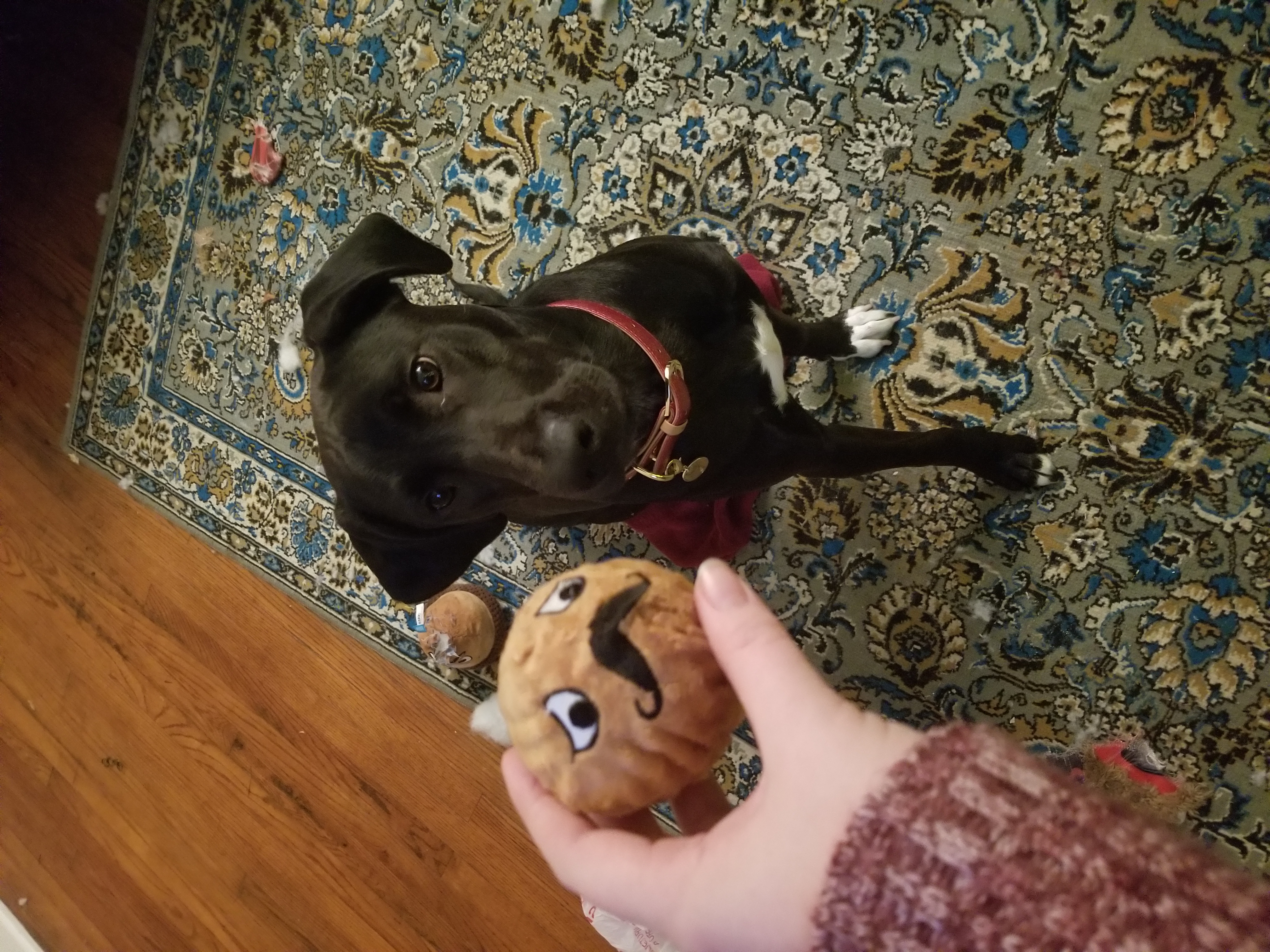 Dog Squeaky Toys Acorn Fluffy For Dogs From Bark Helpful Not 1 Person Found This