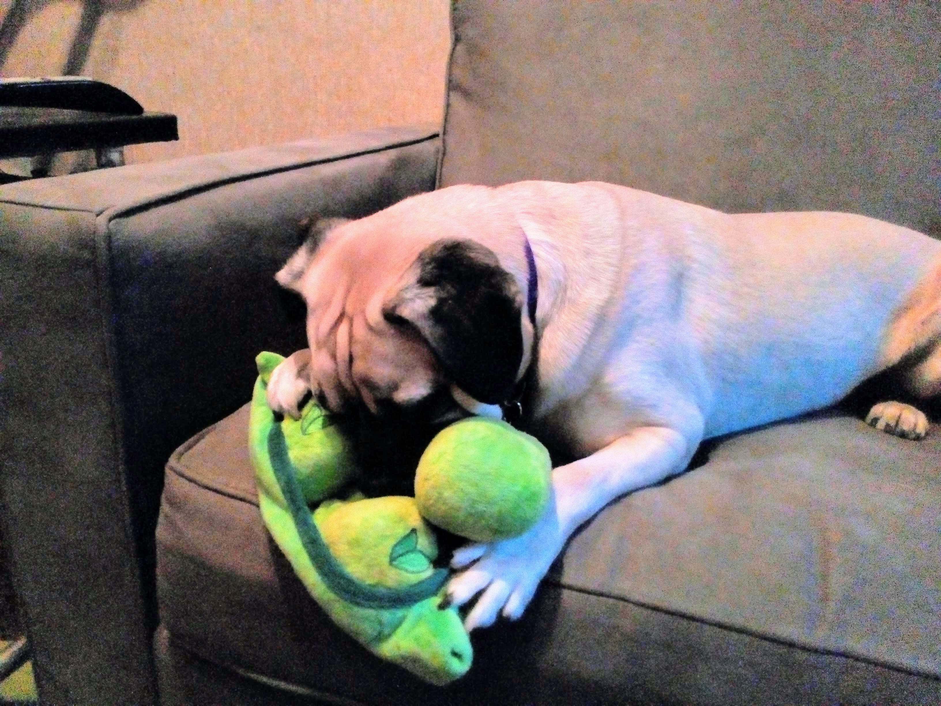 Peas in the Pod for Dogs