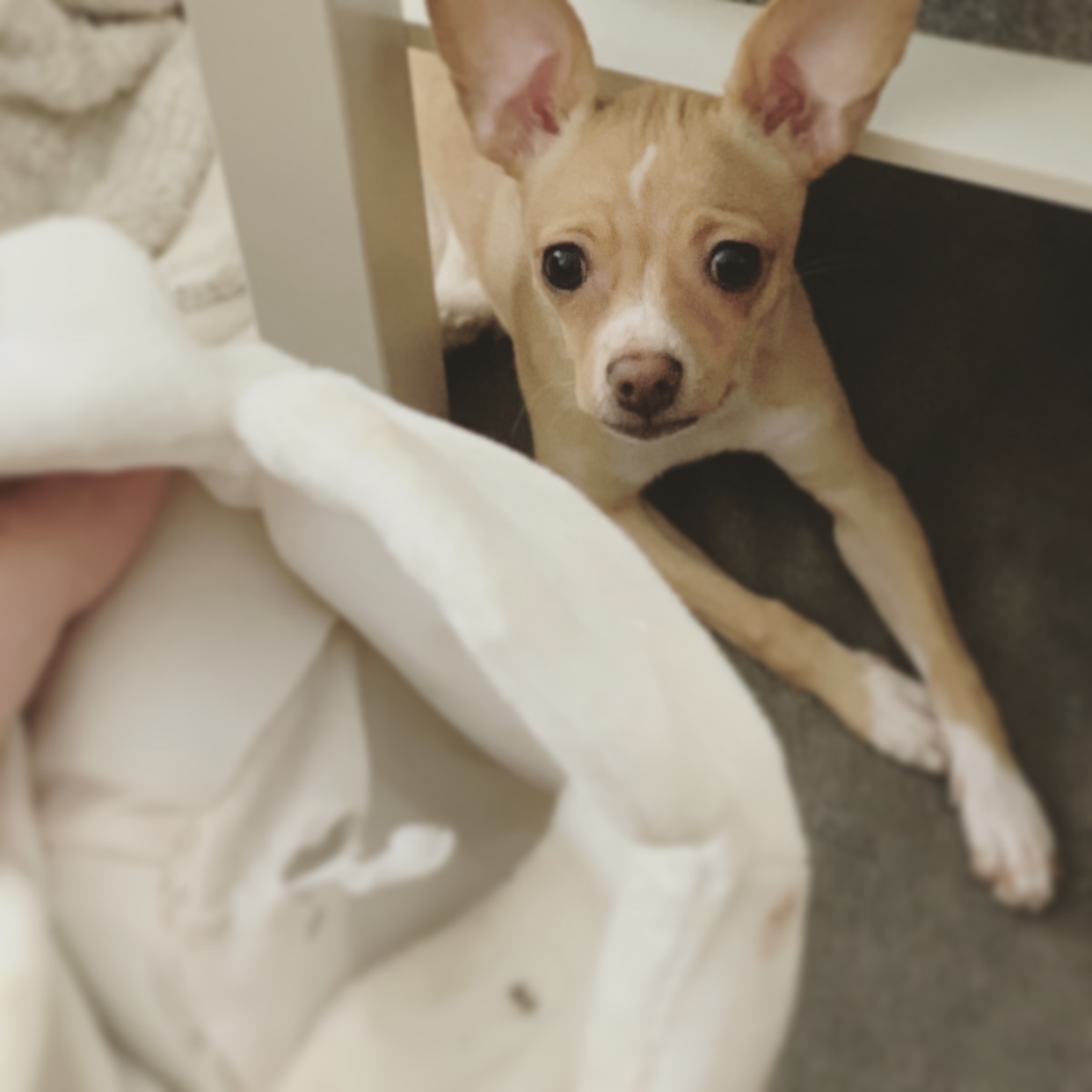 Plush Dog Toys & Squeaky Toy Dumplings for Dogs at