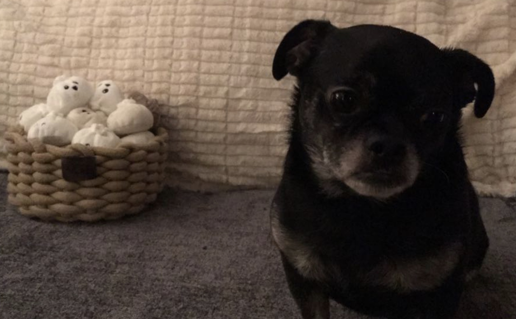 Plush Dog Toys & Squeaky Toy Dumplings for Dogs at