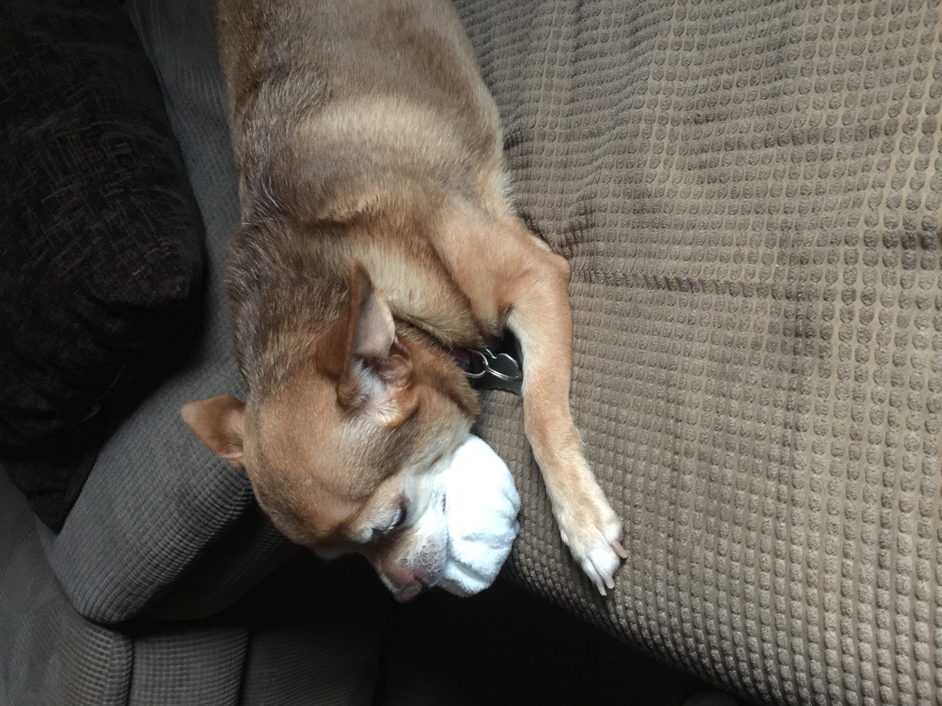 Plush Dog Toys & Squeaky Toy Dumplings for Dogs at