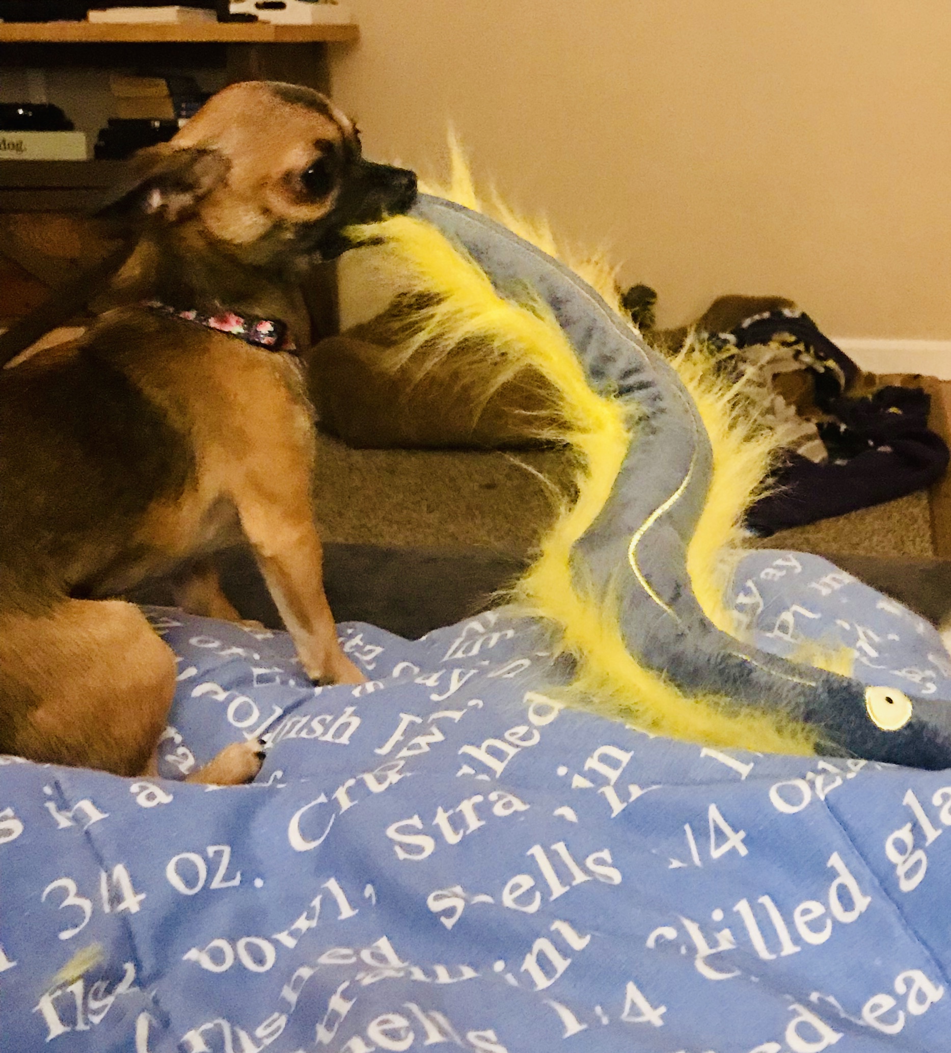 Electric Elmer the Eel for Dogs
