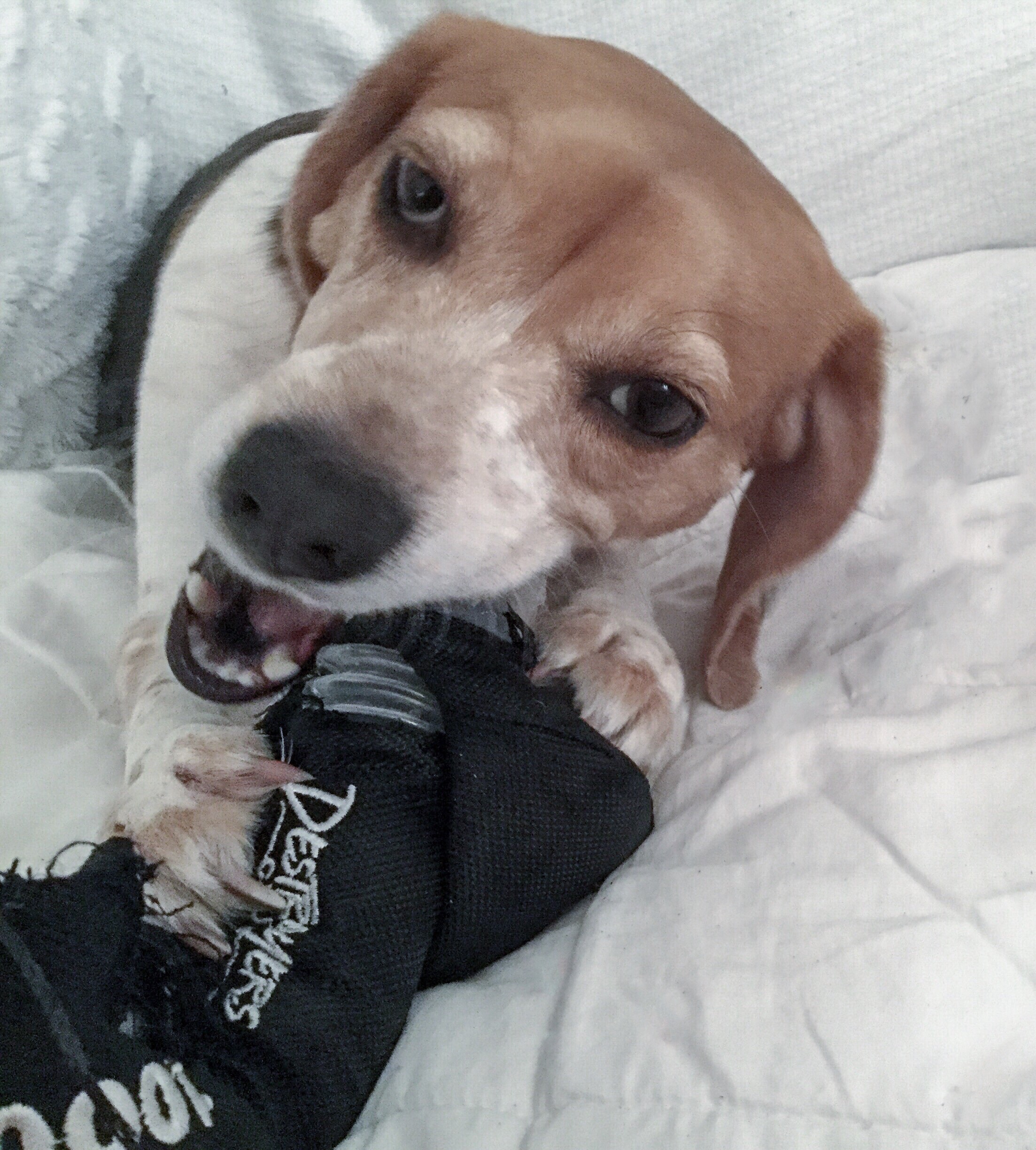 Stuffed Dog Toys - Squeakers, Toy Dumbbells, Rip Toys & More