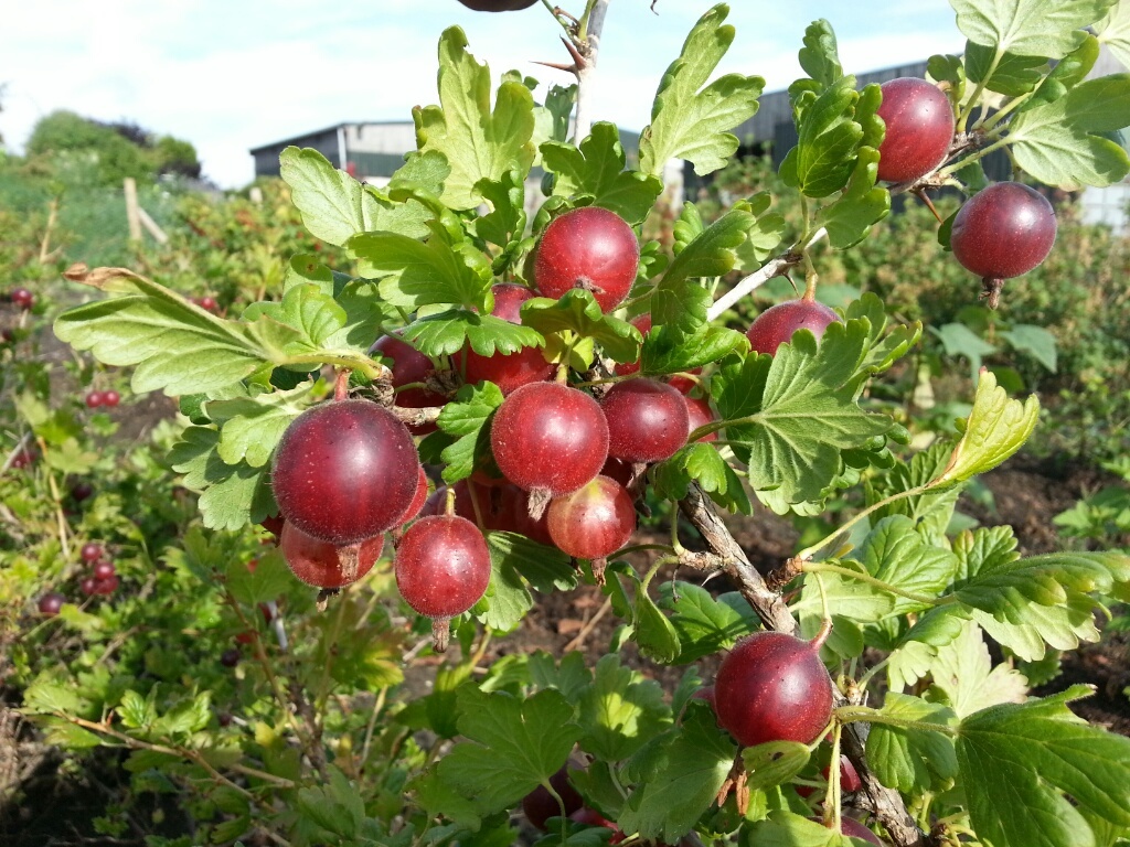 Best Gooseberry Varieties, Bill Beardsworth's Picks
