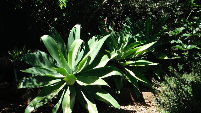 agave-164344_640