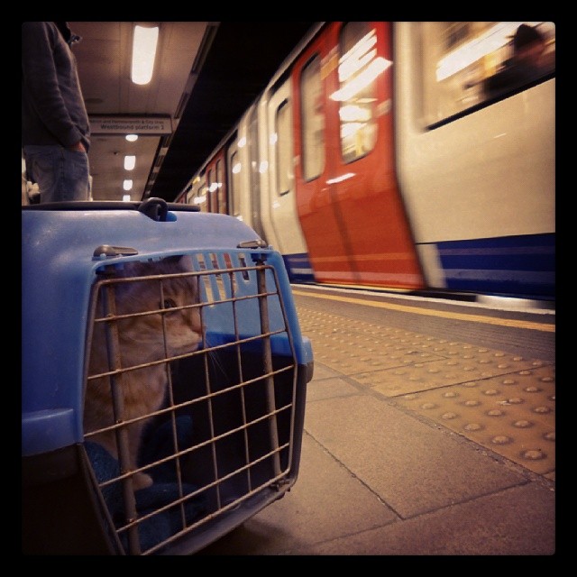 Tweasel on the tube