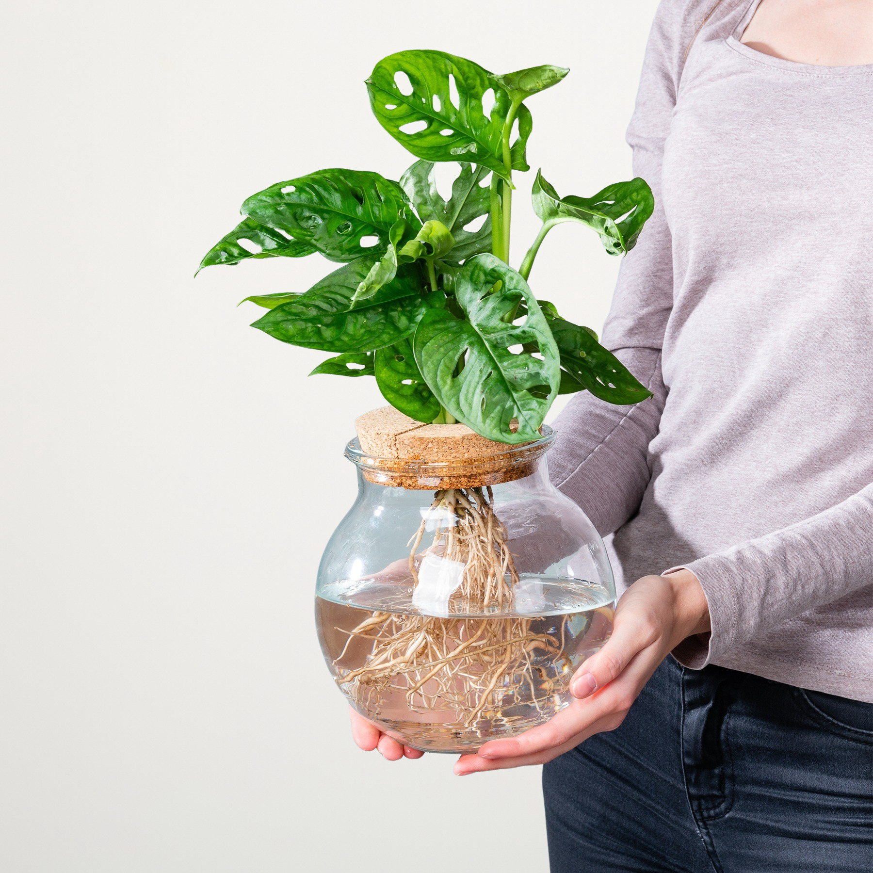 Grnpflanze im Topf Waterplant Monstera im Kugelglas