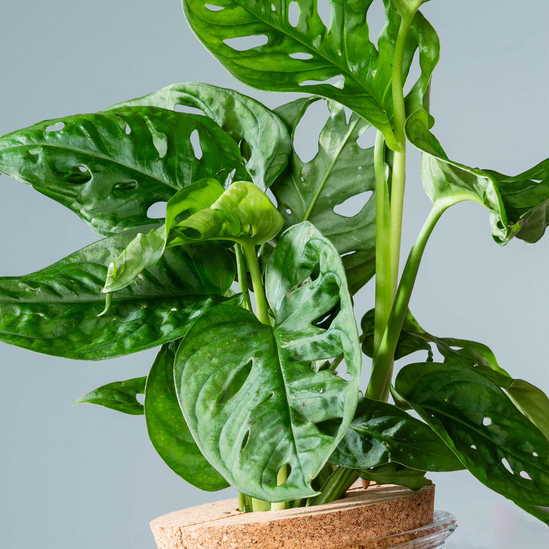 Grnpflanze im Topf Waterplant Monstera im Kugelglas