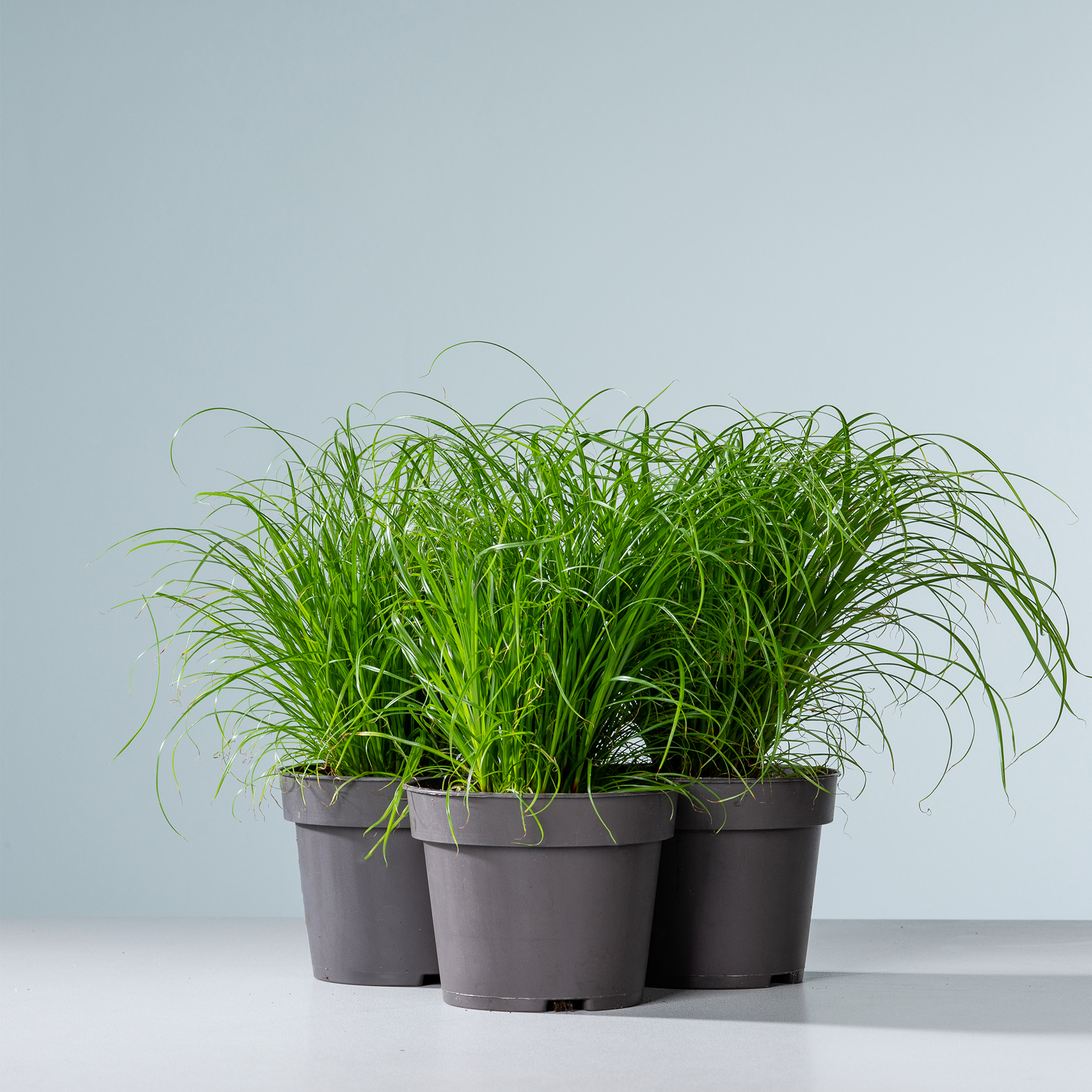 carex ornithopoda variegata Carex ornithopoda 'Variegata' (Weißgestreifte Vogelfuß-Segge) hier günstig  kaufen – Mitteldeutsche-Baumschulen