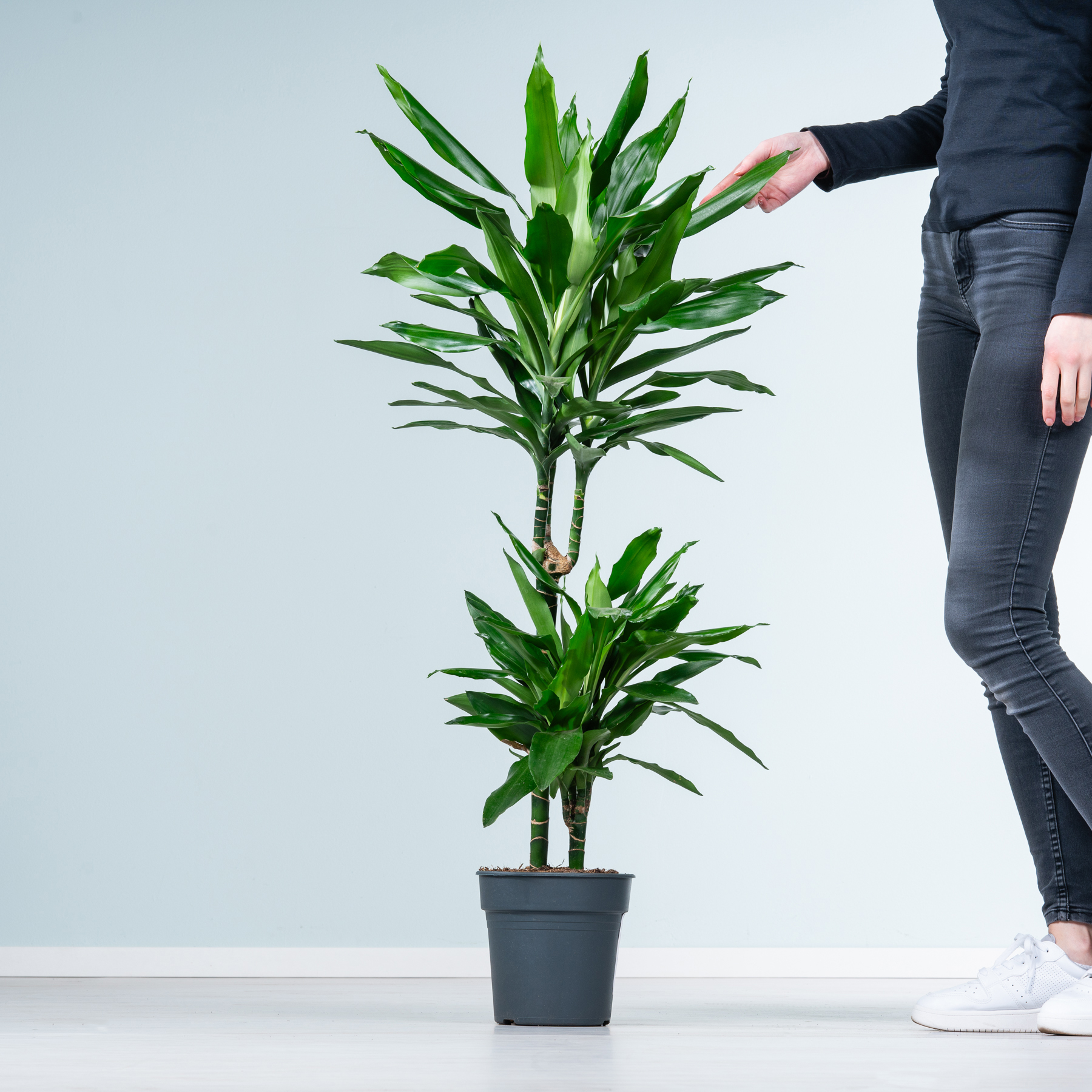philodendron florida ghost groß Philodendron Florida Ghost House Plant – Plants For All Seasons