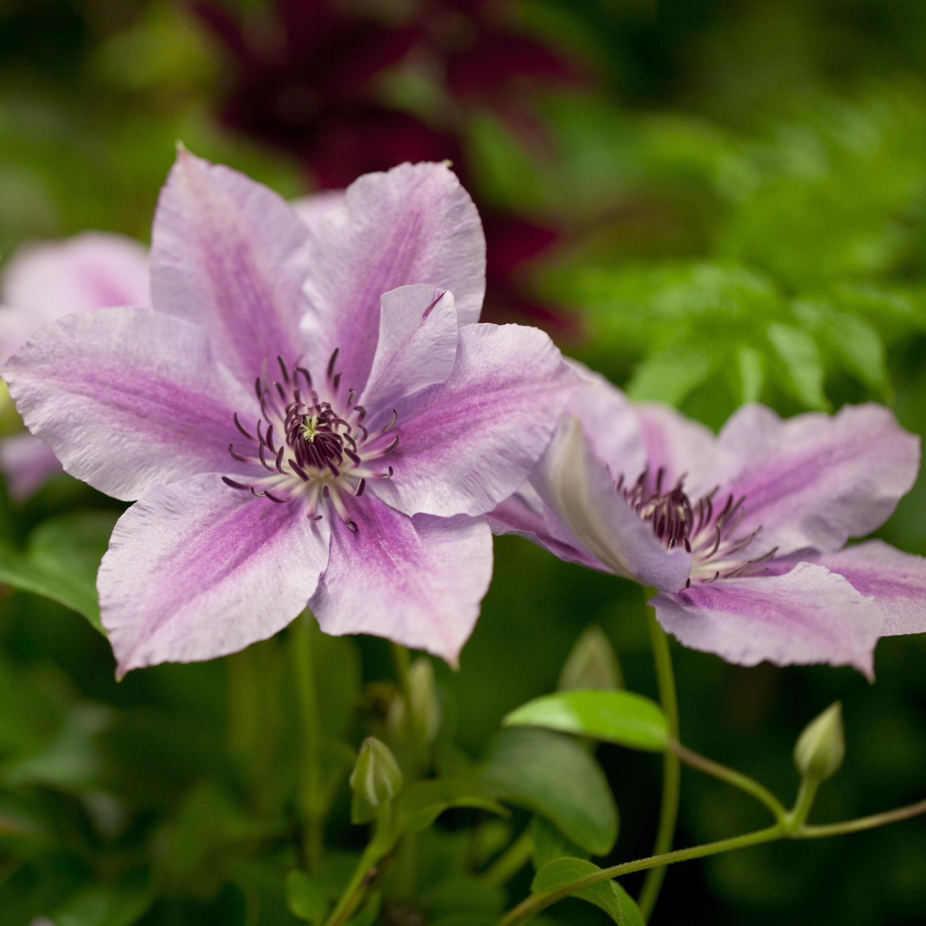 Clematis Nelly Moser Waldrebe – Mehrjährige Kletterpflanze, Rosa Blüten, Winterhart, Im 1,5-Liter-Topf