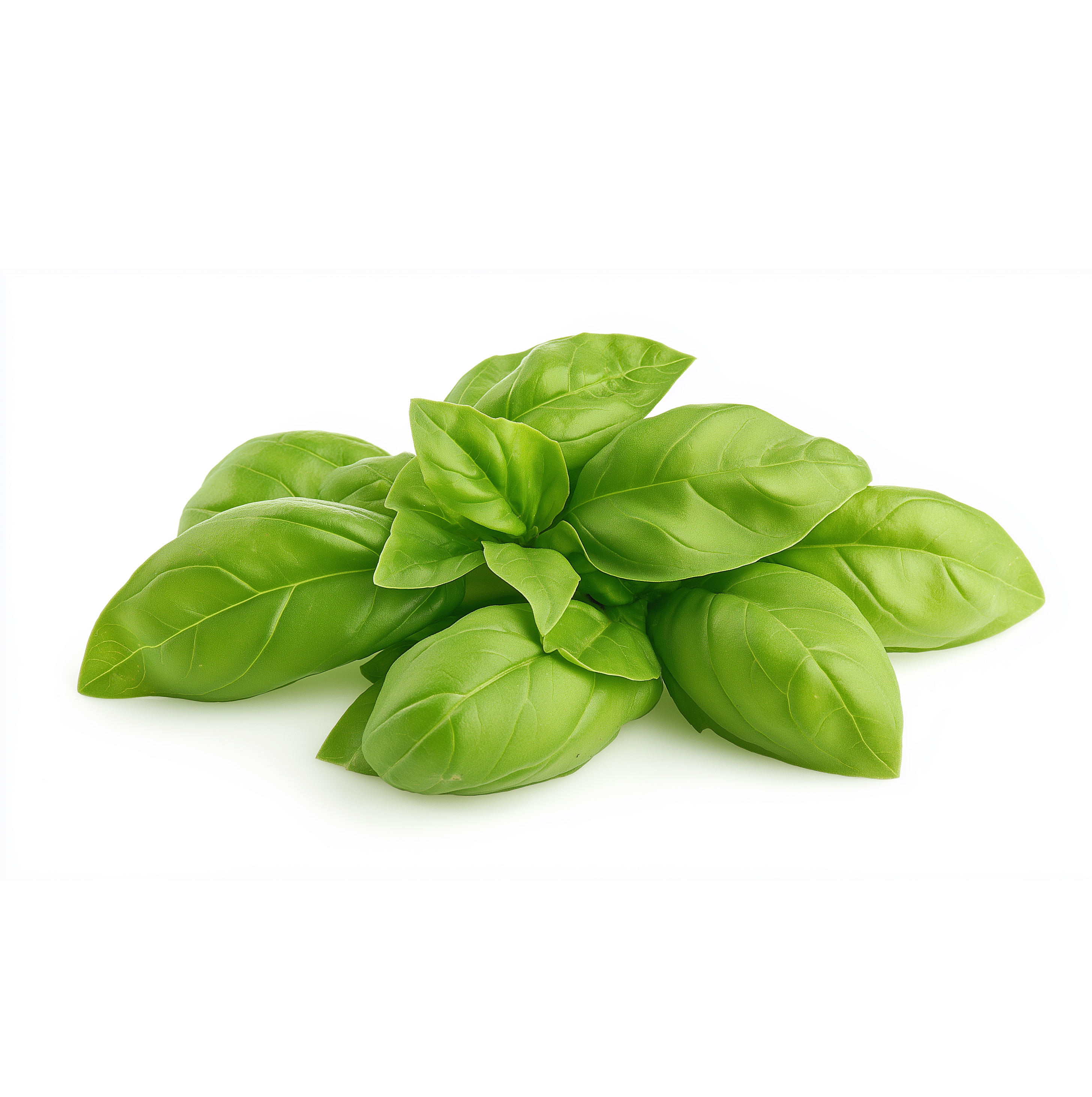 Fresh Herbs