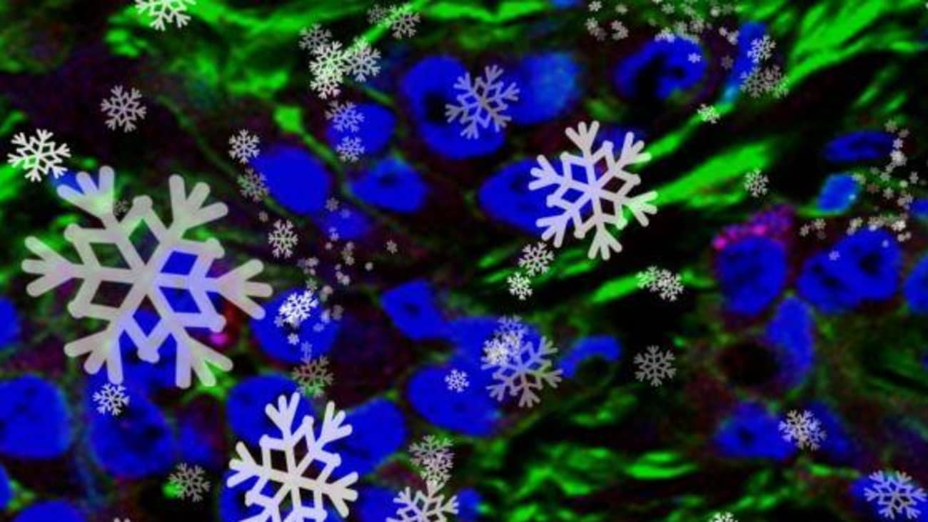 A protein delivery system, represented by the snowflakes, has been developed which specifically targets prostate cancer tumors.