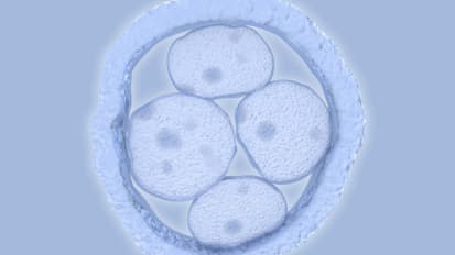 Scientists Discover Gene Plays Critical Role in Embryo Development