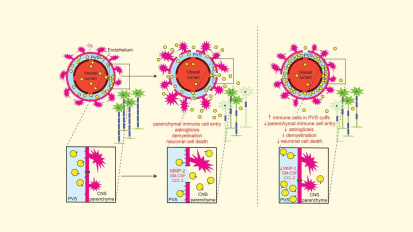 Contact-Mediated Astrocyte-Immune Cell Crosstalk as a Novel Translational Target Against Neuroinflammatory Disease