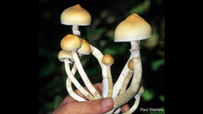 Reclassification Recommendations for Drug in ‘Magic Mushrooms’