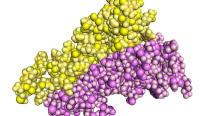 Antibiotic Novobiocin Found to Kill Tumor Cells with DNA-Repair Glitch