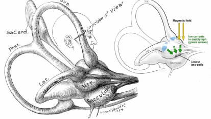 Learning About the Vestibular System with MRI