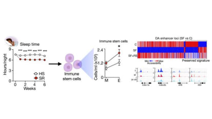 Consistent Lack of Sleep Negatively Impacts Immune Stem Cells, Increasing Risk of Inflammatory Disorders and Heart Disease