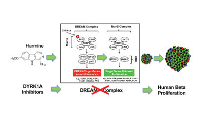 Disrupting the DREAM Complex Enables Proliferation of Adult Human Pancreatic Beta Cells