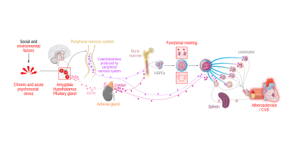 Icahn School of Medicine at Mount Sinai Receives $11.5 Million Grant Renewal to Study the Impact of Psychosocial Stress on Cardiovascular Disease