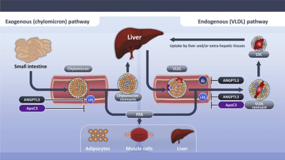 Research Advances a Promising Pathway of Treatment for Patients With Severe Hypercholesterolemia