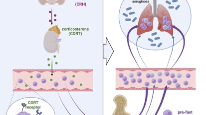 Study Shows Fasting Can Trigger a Negative Effect on Monocytes and Inflammation in Mouse Models