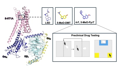 Mount Sinai Scientists Unravel How Psychedelic Drugs Interact with Serotonin Receptors to Potentially Produce Therapeutic Benefits