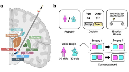 First-in-Human Study Reveals Dopamine and Serotonin Have Overlapping, Yet Distinctive Roles That Influence Social Behavior