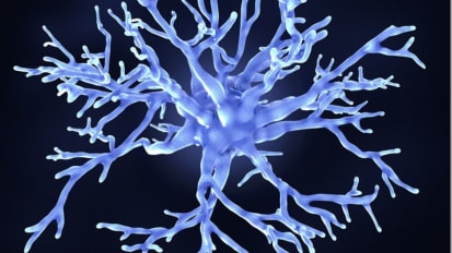 Johns Hopkins Researchers Identify a Potential Window for Treating ALS