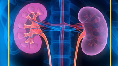 Fast Facts on Precision Medicine: Kidney Cell Atlas Charts Path to Better Treatments