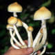 Psilocybe cubensis, a common variety of psilocybin-containing mushroom