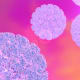 For those who had an oral HPV infection detected during the study, the vast majority of infections were no longer present in less than a year and a half, suggesting that the immune system cleared the infection quickly in most cases. Image shows HPV.