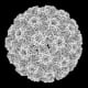 An illustration shows a 3D rendering of HPV.