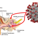 A cutaway diagram of the ear showing the two regions — the middle ear and mastoid air cells (as indicated by the red arrows) — from where Johns Hopkins researchers recently isolated the SARS-CoV-2 virus (seen at upper right), the cause of COVID-19. Credit: Graphic by M.E. Newman, Johns Hopkins Medicine, using ear diagram courtesy of Bruce Blaus and SARS-CoV-2 virus image courtesy of the National Institute of Allergy and Infectious Diseases